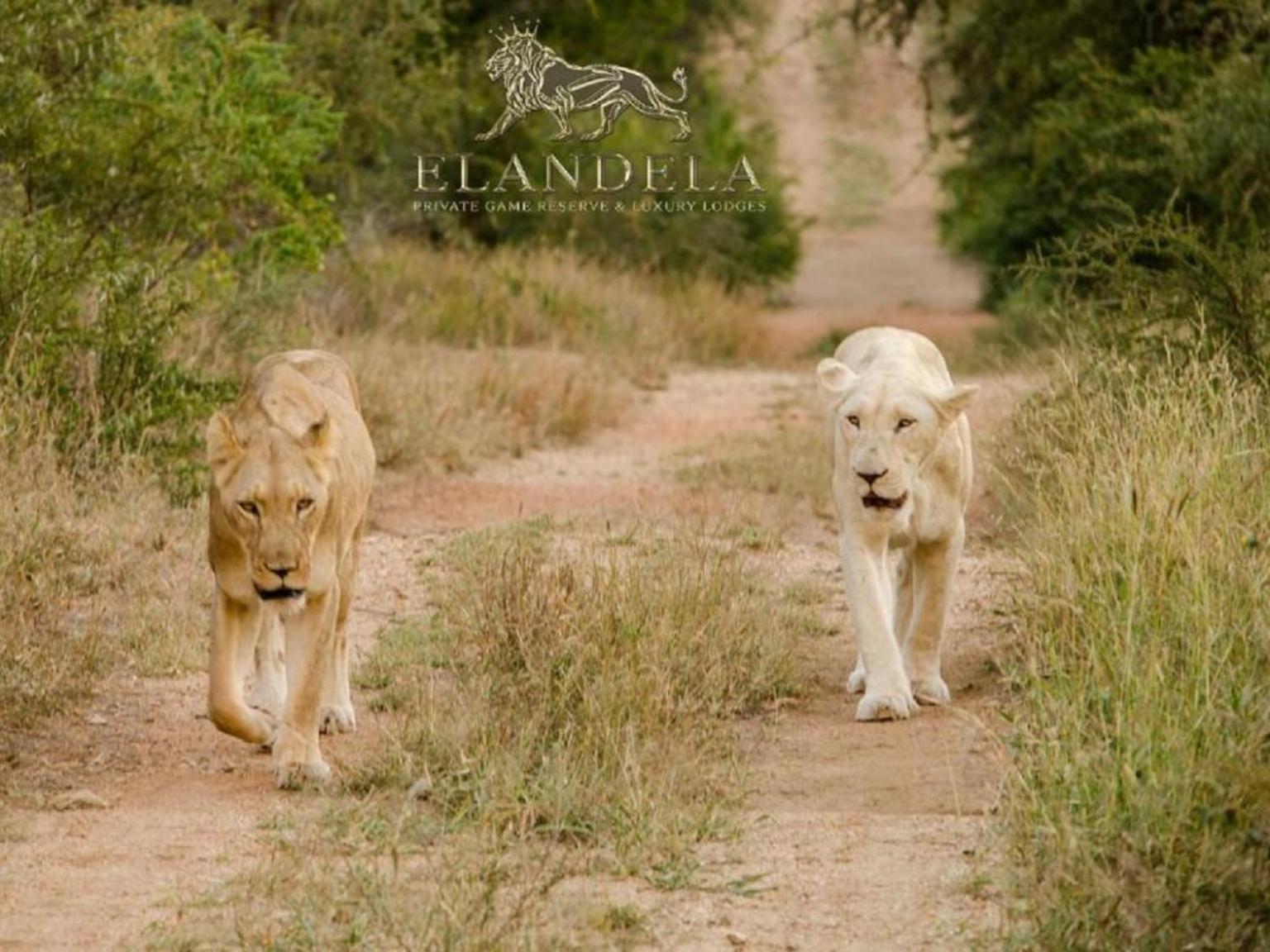 Elandela Private Game Reserve And Luxury Lodges Pty Ltd Hoedspruit Luaran gambar